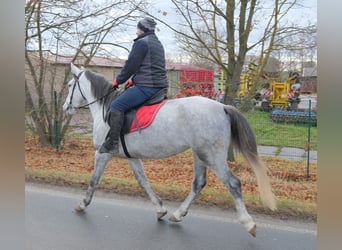 Autres races, Jument, 4 Ans, 154 cm, Gris pommelé