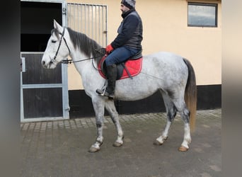 Autres races, Jument, 4 Ans, 154 cm, Gris pommelé