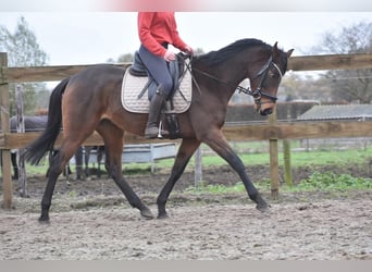 Autres races, Jument, 4 Ans, 155 cm, Bai