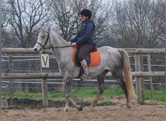 Autres races, Jument, 4 Ans, 156 cm, Gris