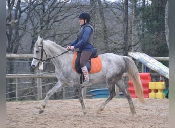 Autres races, Jument, 4 Ans, 156 cm, Gris