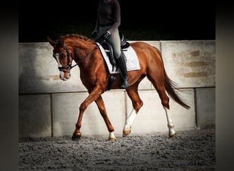 Autres races, Jument, 4 Ans, 157 cm, Alezan