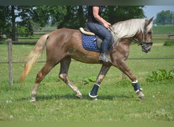 Autres races, Jument, 4 Ans, 157 cm, Palomino
