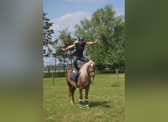 Autres races, Jument, 4 Ans, 157 cm, Palomino