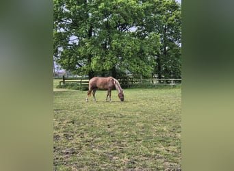 Autres races, Jument, 4 Ans, 157 cm, Palomino