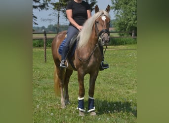 Autres races, Jument, 4 Ans, 157 cm, Palomino
