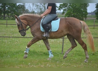 Autres races, Jument, 4 Ans, 157 cm, Palomino
