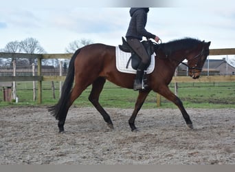 Autres races, Jument, 4 Ans, 159 cm, Bai brun
