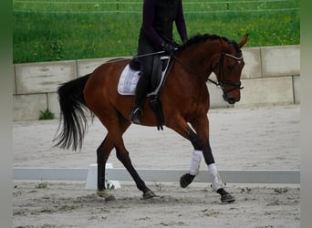 Autres races, Jument, 4 Ans, 160 cm, Bai