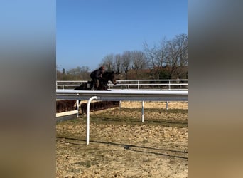Autres races, Jument, 4 Ans, 160 cm, Bai