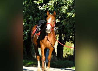 Autres races, Jument, 4 Ans, 160 cm