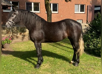 Autres races, Jument, 4 Ans, 160 cm, Gris noir