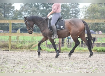 Autres races, Jument, 4 Ans, 162 cm, Bai brun