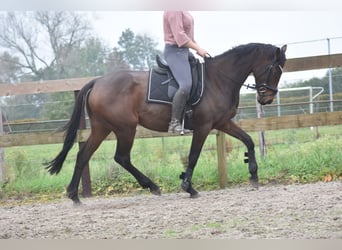 Autres races, Jument, 4 Ans, 162 cm, Bai brun