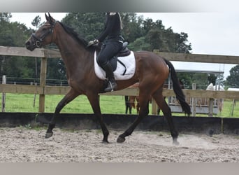 Autres races, Jument, 4 Ans, 163 cm, Bai brun