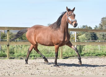 Autres races, Jument, 4 Ans, 163 cm, Bai cerise