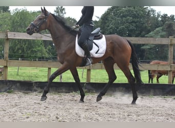 Autres races, Jument, 4 Ans, 163 cm, Bai cerise