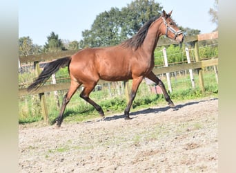 Autres races, Jument, 4 Ans, 163 cm, Bai cerise