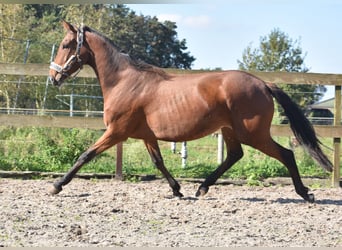 Autres races, Jument, 4 Ans, 163 cm, Bai cerise