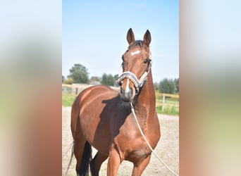 Autres races, Jument, 4 Ans, 163 cm, Bai cerise