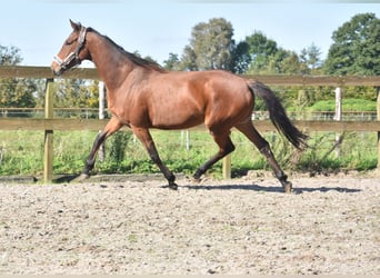 Autres races, Jument, 4 Ans, 163 cm, Bai cerise