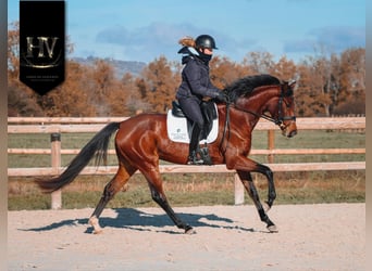 Autres races, Jument, 4 Ans, 163 cm, Bai