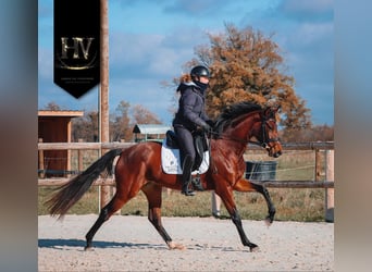 Autres races, Jument, 4 Ans, 163 cm, Bai