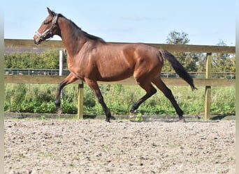 Autres races, Jument, 4 Ans, 163 cm, Bai