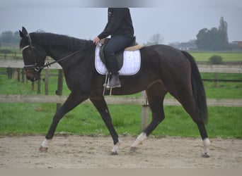 Autres races, Jument, 4 Ans, 163 cm, Noir