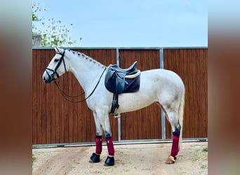 Autres races, Jument, 4 Ans, 165 cm, Gris