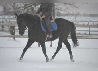 Autres races, Jument, 4 Ans, 165 cm, Noir