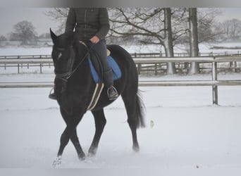 Autres races, Jument, 4 Ans, 165 cm, Noir