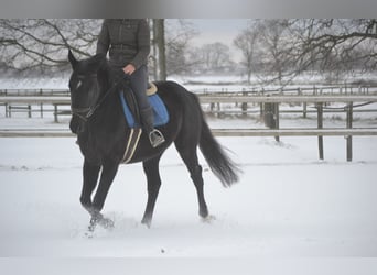 Autres races, Jument, 4 Ans, 165 cm, Noir