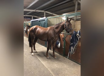 Autres races, Jument, 4 Ans, 167 cm, Alezan cuivré