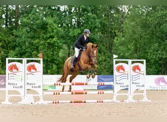 Autres races, Jument, 4 Ans, Alezan brûlé