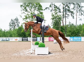 Autres races, Jument, 4 Ans, Alezan brûlé
