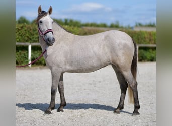 Autres races, Jument, 5 Ans, 135 cm, Gris