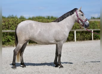 Autres races, Jument, 5 Ans, 135 cm, Gris