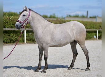 Autres races, Jument, 5 Ans, 135 cm, Gris