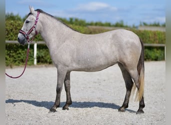 Autres races, Jument, 5 Ans, 135 cm, Gris