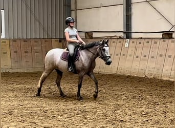 Autres races, Jument, 5 Ans, 135 cm, Gris