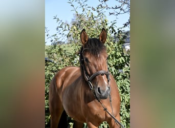 Autres races Croisé, Jument, 5 Ans, 141 cm, Bai