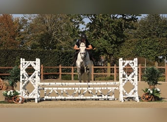 Autres races, Jument, 5 Ans, 145 cm