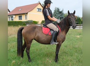 Autres races, Jument, 5 Ans, 147 cm, Bai brun