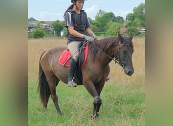 Autres races, Jument, 5 Ans, 147 cm, Bai brun
