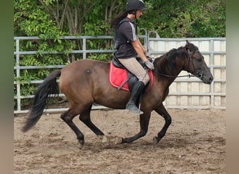 Autres races, Jument, 5 Ans, 147 cm, Bai brun