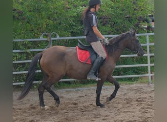 Autres races, Jument, 5 Ans, 147 cm, Bai brun