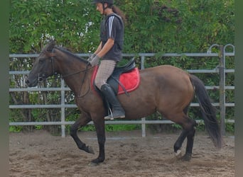 Autres races, Jument, 5 Ans, 147 cm, Bai brun foncé