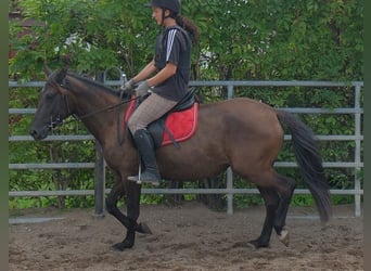 Autres races, Jument, 5 Ans, 147 cm, Bai brun foncé