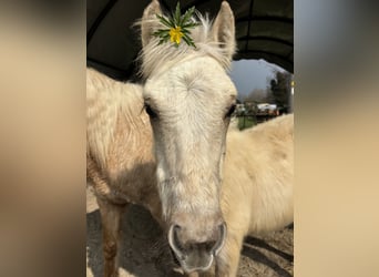 Autres races, Jument, 5 Ans, 147 cm, Palomino